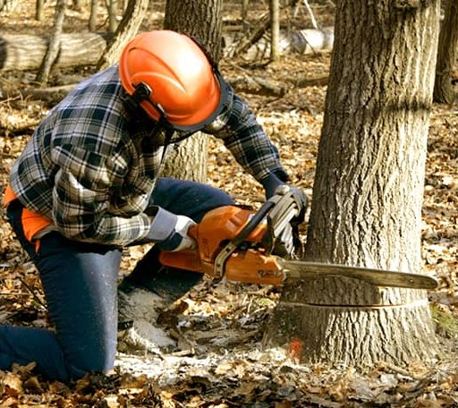 Tree Removal in Marine City, MI